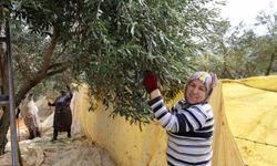 Aydın'da zeytin hasadı başladı