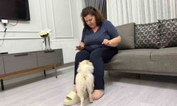 Aydın'dan alınan köpek Mardinli ailenin kabusu oldu