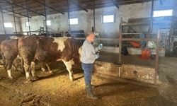 Aydıntepe'de şap aşılama çalışmaları 13 köyde tamamlandı