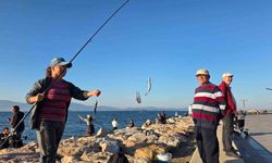 Bandırma sahilinde tırsi bereketi, kovalar kısa sürede doldu