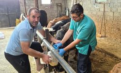 Beyşehir'de şap aşısı mesaisi sürüyor