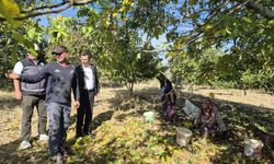 Bilecik'te ceviz hasadı heyecanı