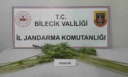 Bilecik'te tarlada kenevir bitkisi ele geçirildi