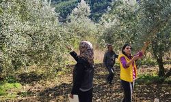 Bilecik'te zeytin ve zeytinyağı rekoltesi için saha çalışması