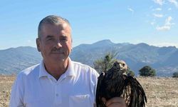 Bolu'da sıcak asfalta yapışan şahin, muhtarın müdahalesiyle kurtarıldı