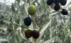Bursa'da bu sezon 165 bin ton sofralık, 125 bin ton yağlık zeytin bekleniyor
