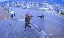Bursa'da köpek dehşeti kamerada: Çocuk kaçarken bacağını kırdı