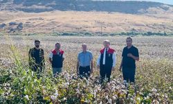 Cizre'de 'beyaz altın' mesaisi başladı