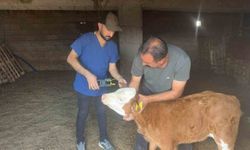 Cizre'de büyükbaş hayvanlara küpeleme ve aşılama çalışması