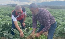 Coğrafi işaretli Gölhisar Enginarı'nda hasat için geri sayım başladı
