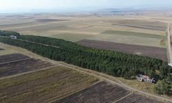 COP31'e örnek bir hikaye: 55 yıl önce diktiği fidanların ormana dönüşmesini gururla izliyor