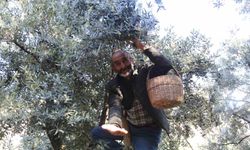 Artvin'in Butko zeytini hasadı başladı