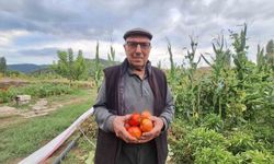 Dededen kalan domates tohumunu geleceğe taşıyor