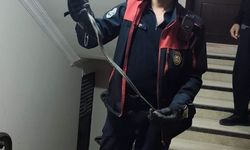Defne'de yerleşim yerinde görülen yılan doğaya bırakıldı