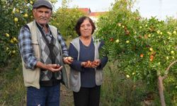 Diktiği fidanların meyvelerini almaya başladı
