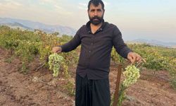 Diyarbakır'da yetiştiriliyor, 81 ile gönderiliyor