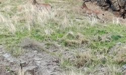 Elazığ'da dağ keçileri görüldü