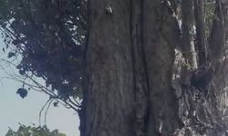 Elazığ'da sincapların ceviz toplama telaşına güldüren yorum: 'Böyle iki sincap yetiştirsek bize ceviz toplarlar'