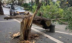 Erdek'te fırtına ağacı gövdesinden kırdı