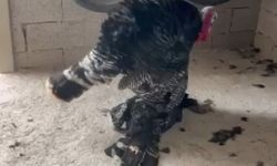 Erkek hindi, vefat eden dişi hindinin başından ayrılmadı