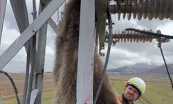 Erzurum'da elektrik direğine çıkan yavru bozayı akıma kapılarak telef oldu