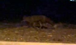 Eskişehir'de gece saatlerinde sokakta görülen tilki kamerada