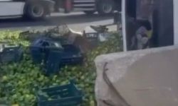 Gaziantep'te mandalina yüklü kamyon devrildi