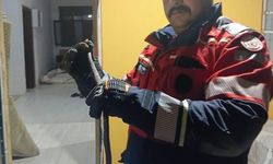 Hassa'da evde görülen yılan itfaiye ekiplerince yakalandı