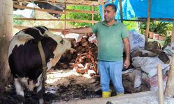 Hatay'da şap hastalığına karşı aşılama çalışmaları sürüyor