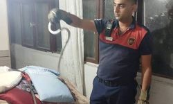 Hatay'da yerleşim yerlerinde görülen yılanlar yakalanarak doğal yaşam alanlarına bırakıldılar