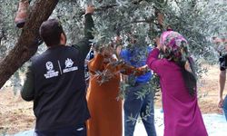 HBB'den zeytin üreticilerine mesleki eğitim desteği