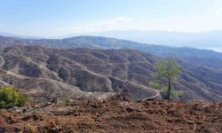 Kahramanmaraş'ta yanan ormanlara 1 milyon fidan dikilecek