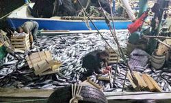 Karadeniz'e palamut bereketi sürüyor: Kasa kasa palamutla limana dönüyorlar