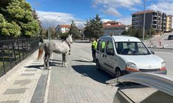 Karaman'da firari atın otomobile çarptığı anlar kameraya yansıdı