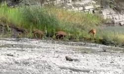 Kastamonu'da dereden su içen karacalar kameraya yansıdı