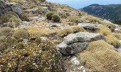 Kaz Dağları'nda yeni bir böcek türü daha keşfedildi