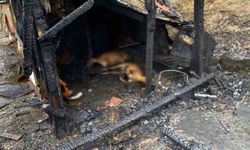 Kocaeli'de ahır yangını: 34 hayvan telef oldu