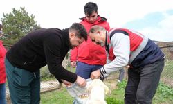 Kütahya'da sahipsiz hayvanlara mama desteği