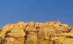 Malatya'da yaban keçileri görüntülendi