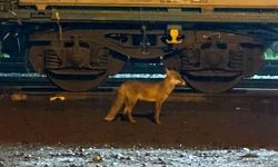 Muratlı'da tilki hareketliliği: Tren istasyonu yakınında görüldü
