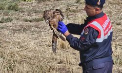 Muş'ta yaralı kızıl şahine jandarma eli