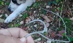 Ormanda tuzağa yakalanan köpeği arama kurtarma ekipleri kurtardı