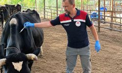 Ortaca'da Şap ve Brucella aşılama çalışması devam ediyor