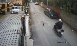 Osmaniye'de motosikletin çarptığı kedi öldü