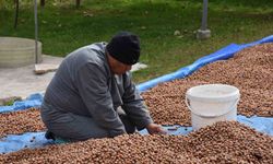 Sakarya'nın yüksek kesimlerinde fındık mesaisi devam ediyor