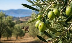 Salihli'de zeytin üreticilerine sinek uyarısı