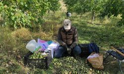 Sason'da ceviz hasadı başladı