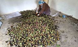 Sason'da sonbaharla birlikte ceviz mesaisi başladı