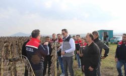 Selim'de 80 dönümlük tarlada ayçiçeği hasadı