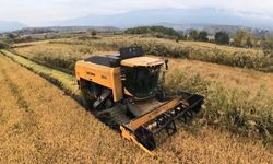 Sinop'ta çeltik hasadı